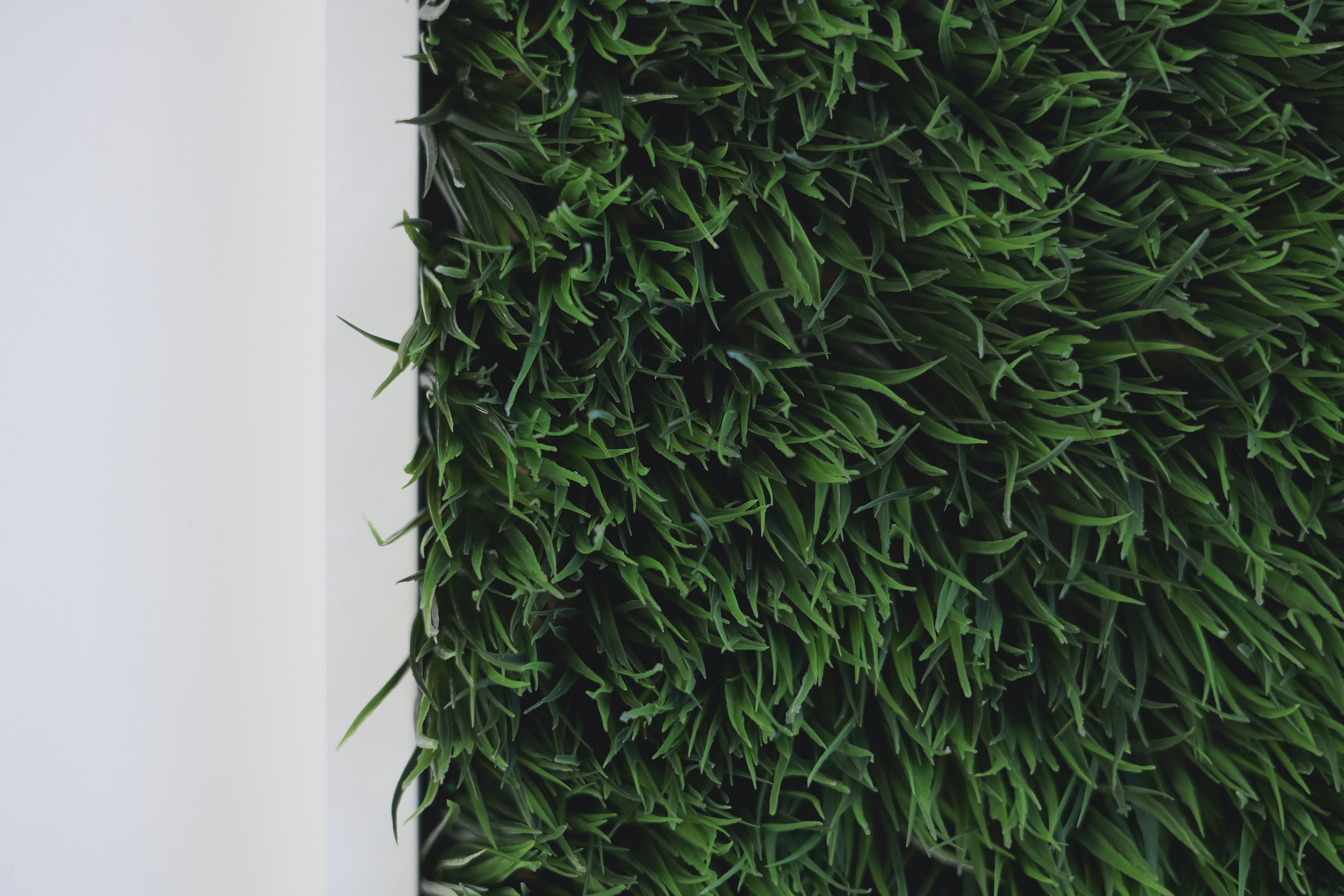 A picture of grass that I flipped over to make more aesthetically pleasing on the page